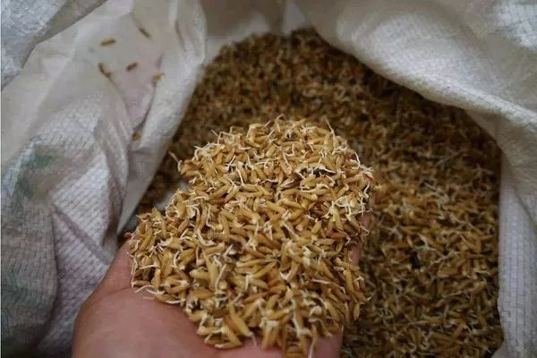 如何打破种子休眠